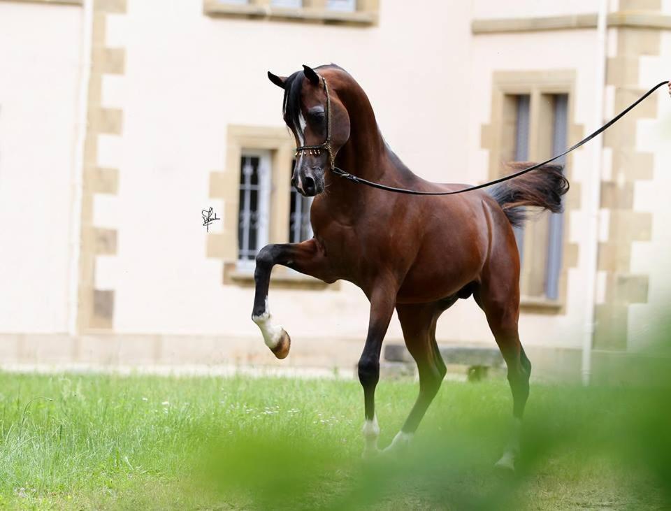 شقة Palinges  في Le Haras Du Favry المظهر الخارجي الصورة