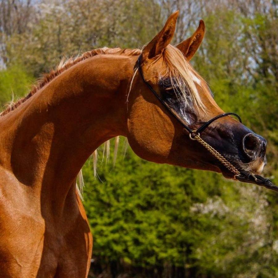 شقة Palinges  في Le Haras Du Favry المظهر الخارجي الصورة